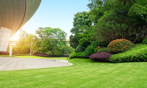Commercial Shrub Trimming in Folsom