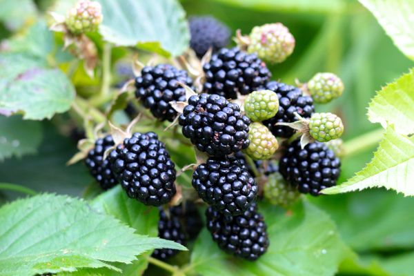 Blackberry Bush Removal in Folsom