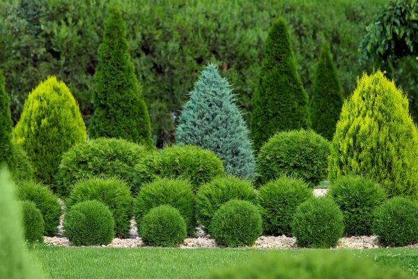 Bush Shaping Service in Folsom