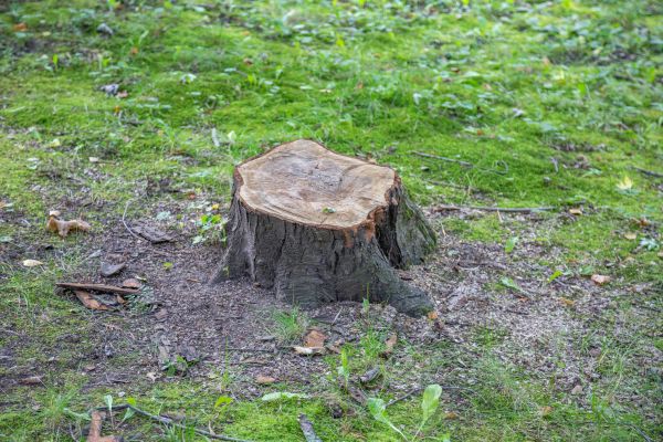 Bush Stump Removal in Folsom