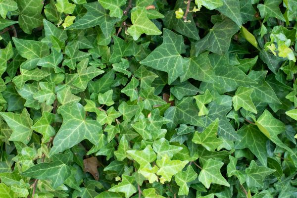 English Ivy Removal in Folsom
