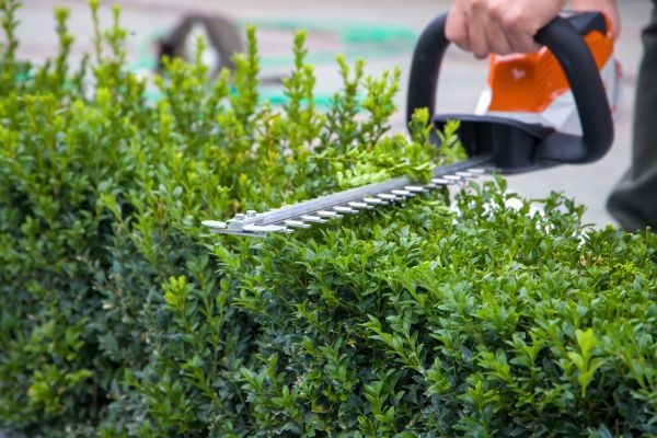 Hedge Pruning in Folsom