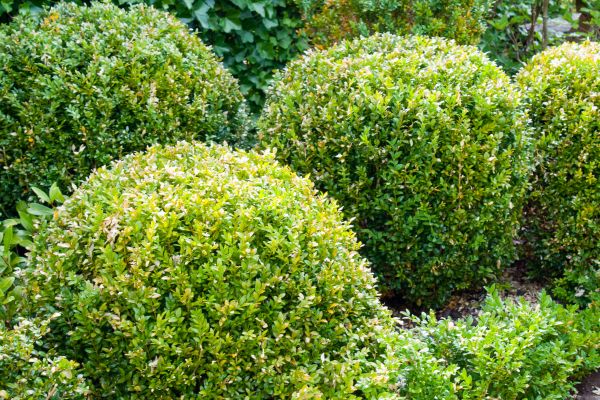 Landscape Trimming Service in Folsom
