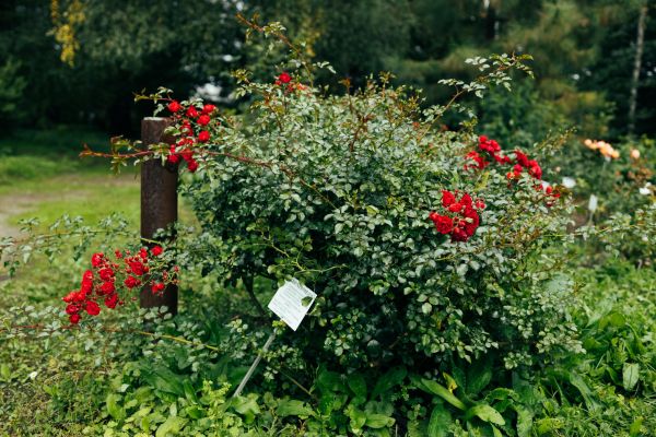 Rose Bush Removal in Folsom