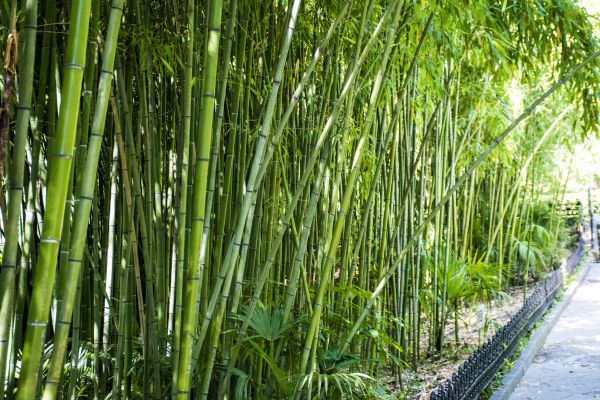 Bamboo Root Removal in Folsom