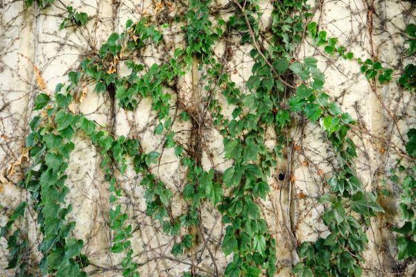 Vine Removal Service in Folsom