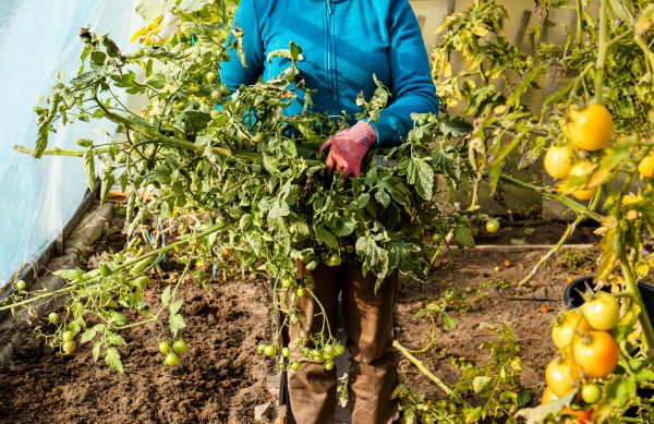 Garden Plant Removal in Folsom