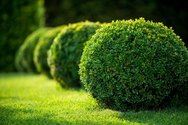 Bush Pruning in Folsom