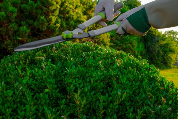 Topiary Shearing in Folsom