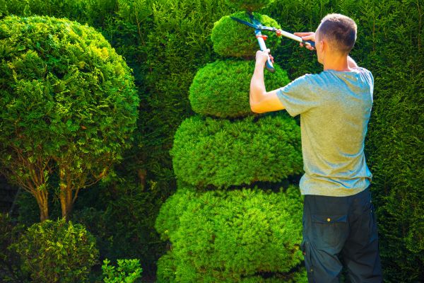 Topiary Shaping in Folsom