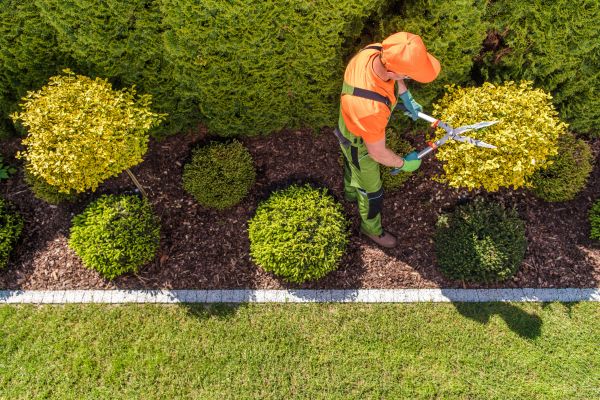 Topiary Trimming in Folsom