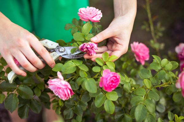 Rose Shearing in Folsom
