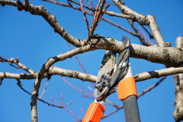 Selective Pruning in Folsom