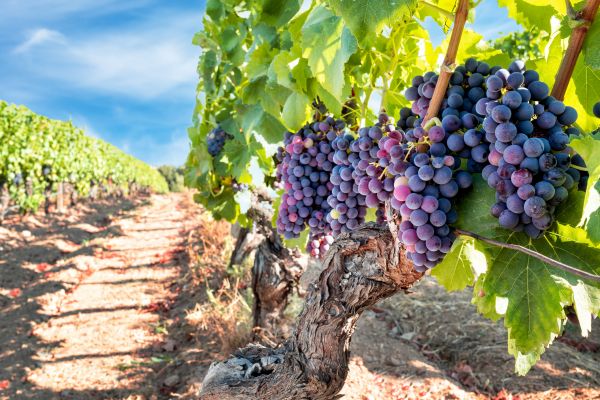 Grapevine Pruning in Folsom