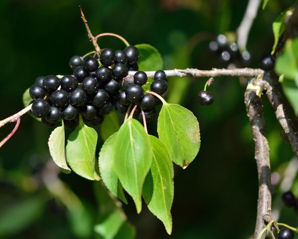 Buckthorn Removal in Folsom
