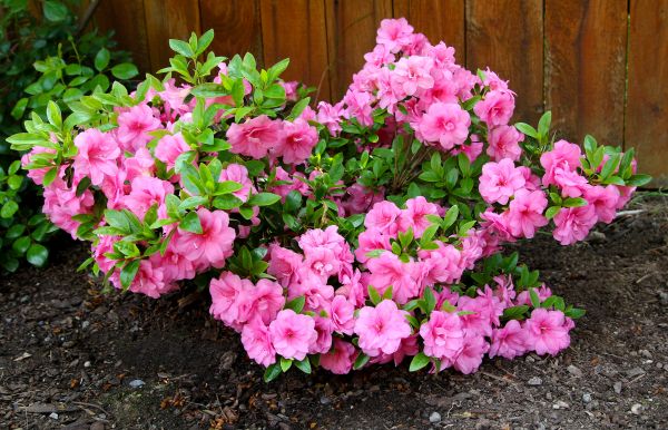 Azaleas Removal in Folsom