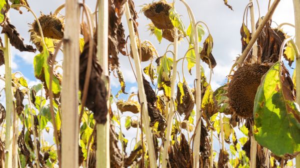 Dead Plant Removal in Folsom