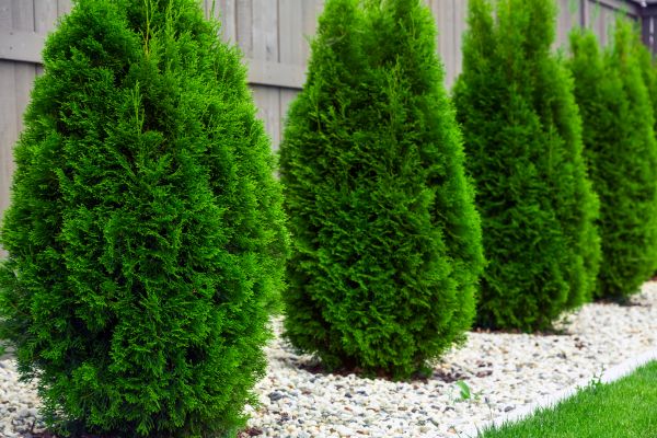 Arborvitae Pruning in Folsom