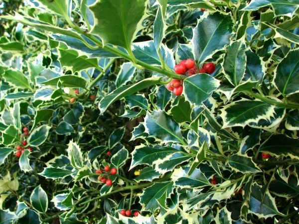 Holly Bushes Trimming in Folsom