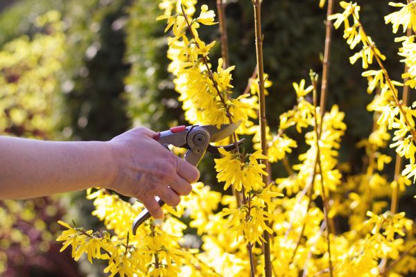 Forsythia Pruning in Folsom
