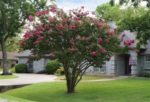 Crepe Myrtle Trimming in Folsom