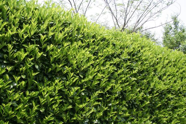 Laurel Shrub Removal in Folsom