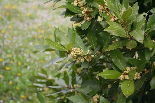 Laurel Trimming in Folsom