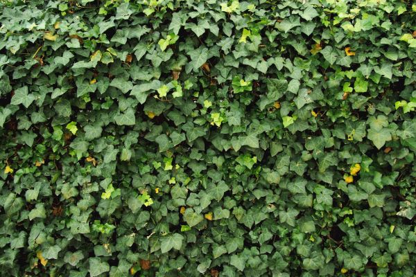 Ivy Pruning service in Folsom
