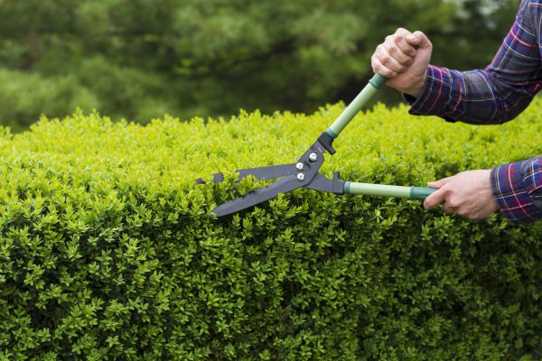 Evergreen Shrub Pruning in Folsom