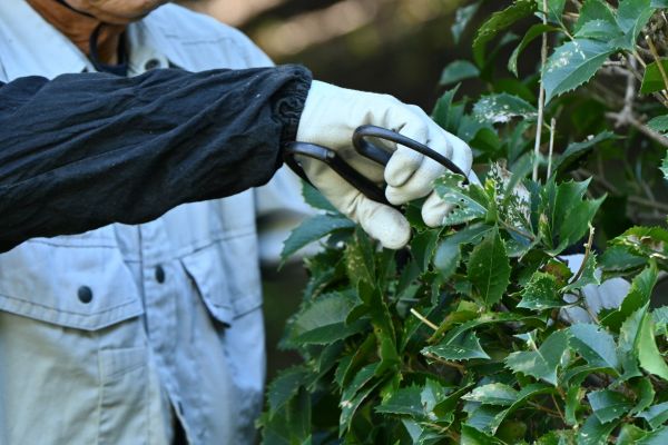 Holly Pruning in Folsom