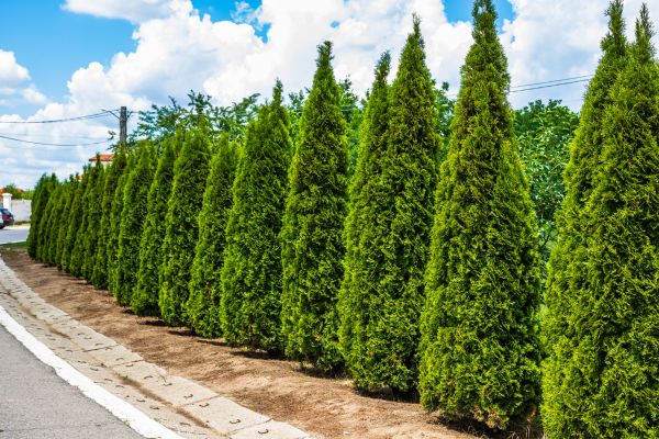 Arborvitae Shearing in Folsom