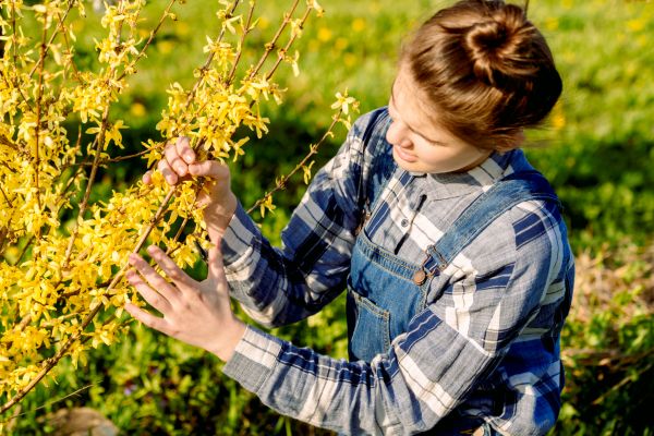 Forsythia Trimming in Folsom