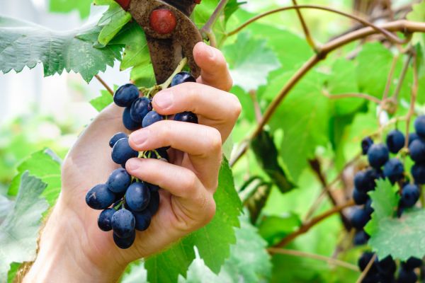 Vineyard Pruning in Folsom