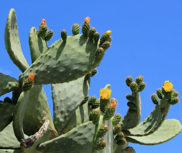 Cactus Removal in Folsom
