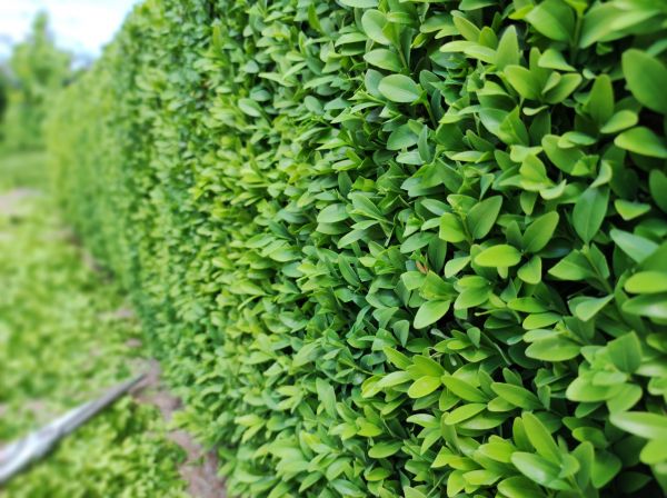 Boxwood Pruning in Folsom