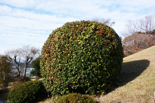 Holly Shrub Pruning in Folsom