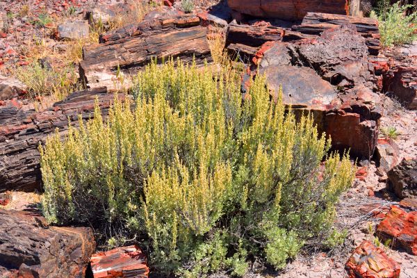 Sagebrush Removal in Folsom