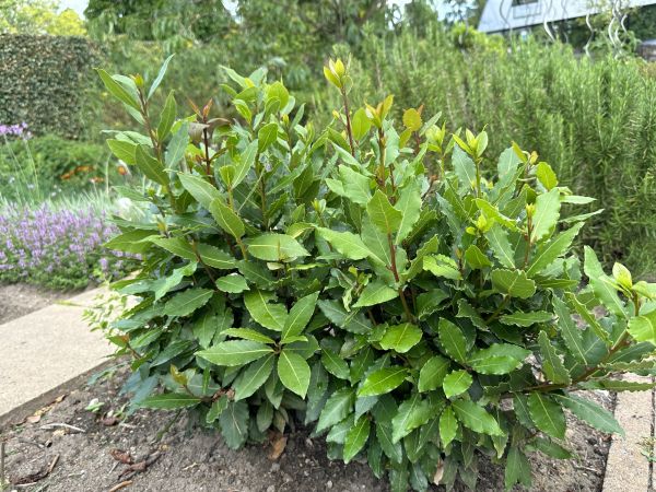 Laurel Hedge Trimming in Folsom