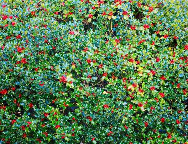 Holly Bush Removal in Folsom