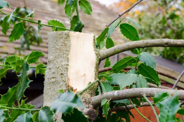 Holly Tree Removal in Folsom