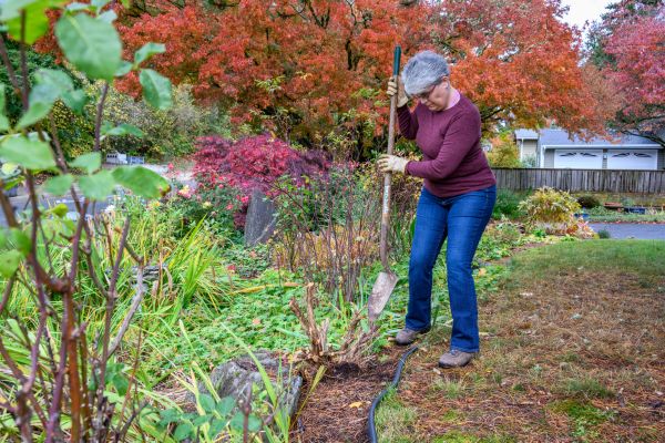 Dead Bush Removal in Folsom