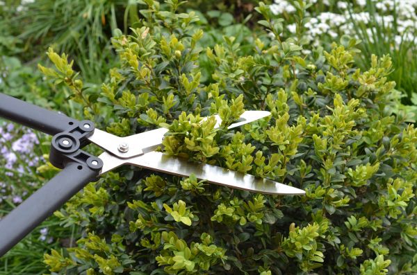 Boxwood Trimming in Folsom