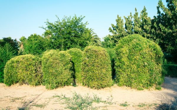 Bamboo Hedge Removal in Folsom
