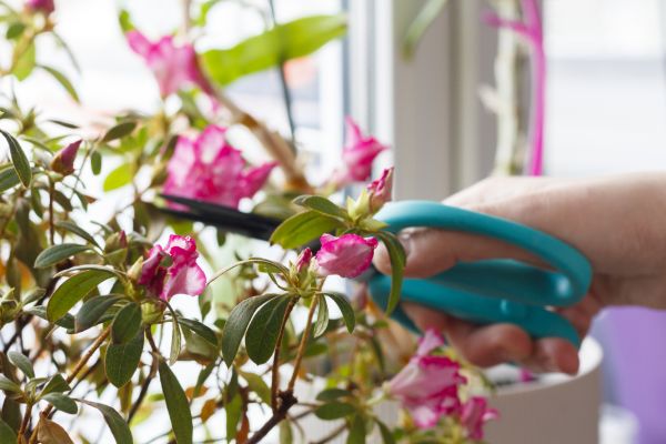 Azalea Pruning in Folsom