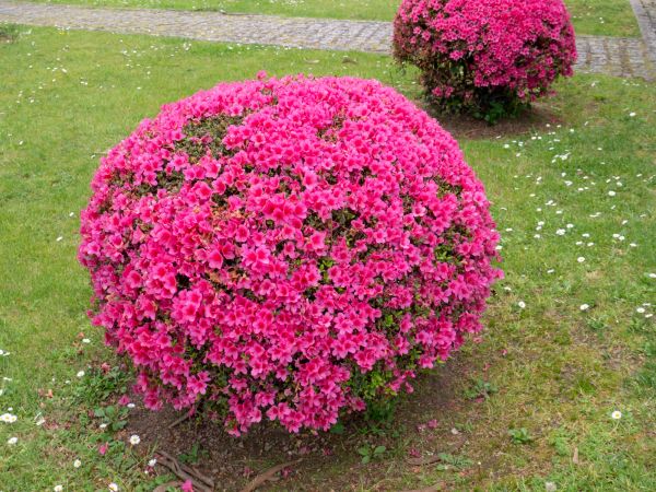 Rhododendron Pruning in Folsom