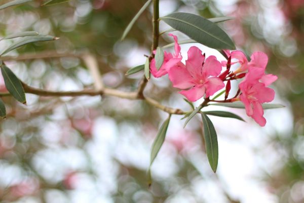 Oleander Removal in Folsom