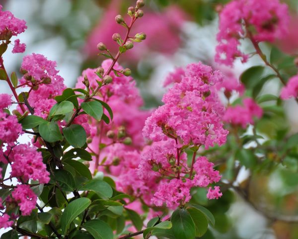 Crepe Myrtle Removal in Folsom