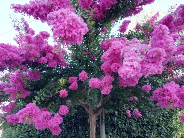 Crape Myrtle Pruning in Folsom