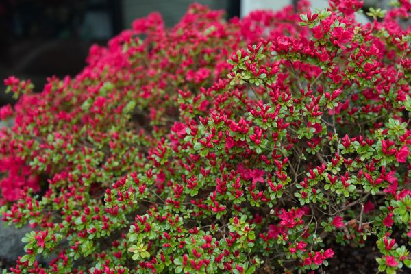 Weigela Removal Service in Folsom