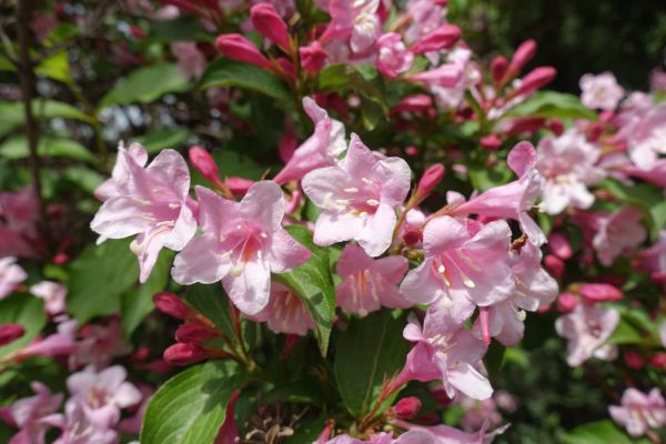 Weigela Pruning Service in Folsom